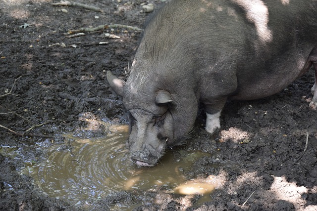 全明星前锋 全明星前锋
